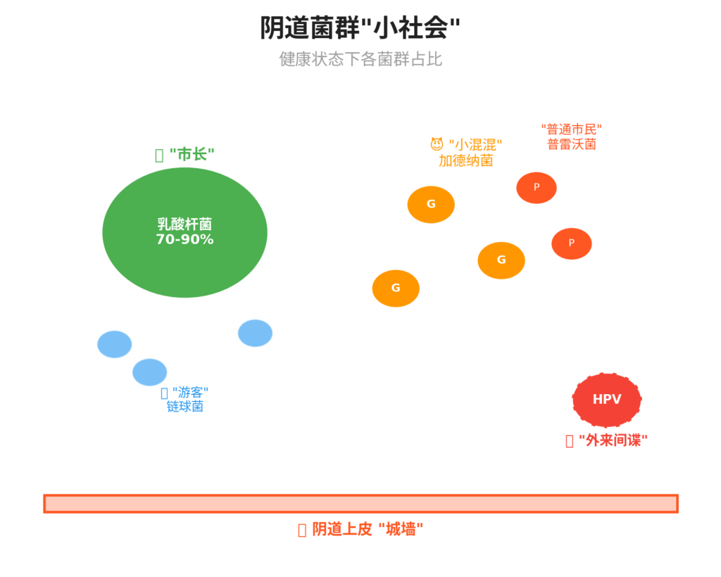 图片[2]-阴道里的”菌群小社会” —— 微生态与HPV的恩怨情仇-新凯HPV科普平台