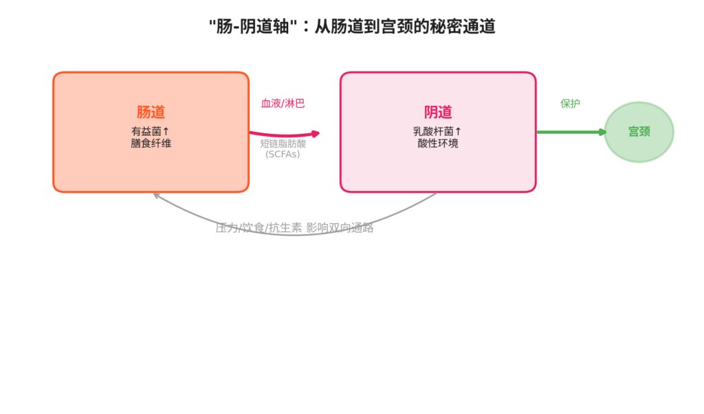 图片[1]-守护阴道微生态——吃出来的宫颈健康-新凯HPV科普平台