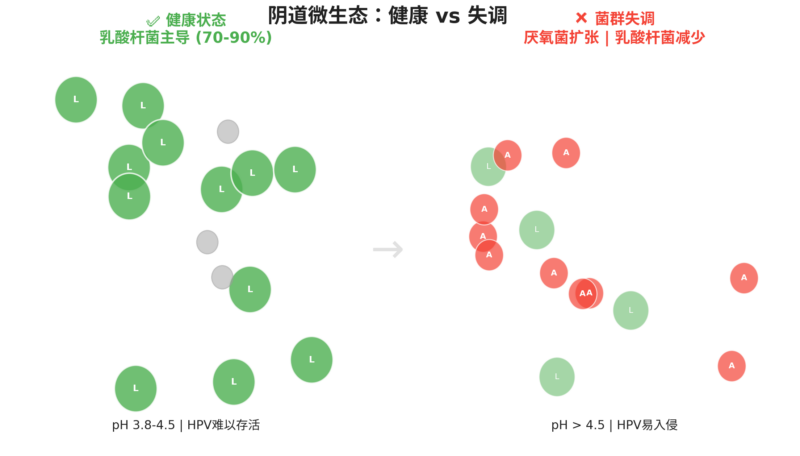 中国女性的HPV