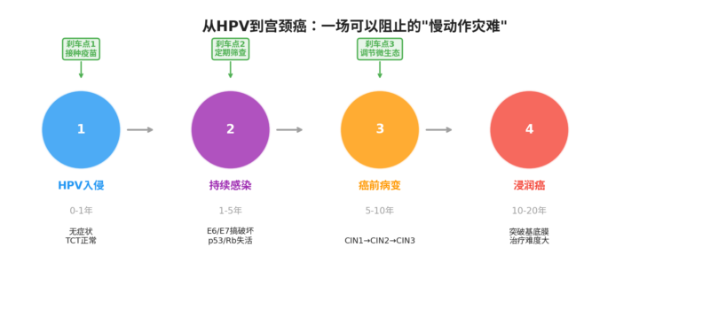 从HPV到宫颈癌 ——  一场可以阻止的