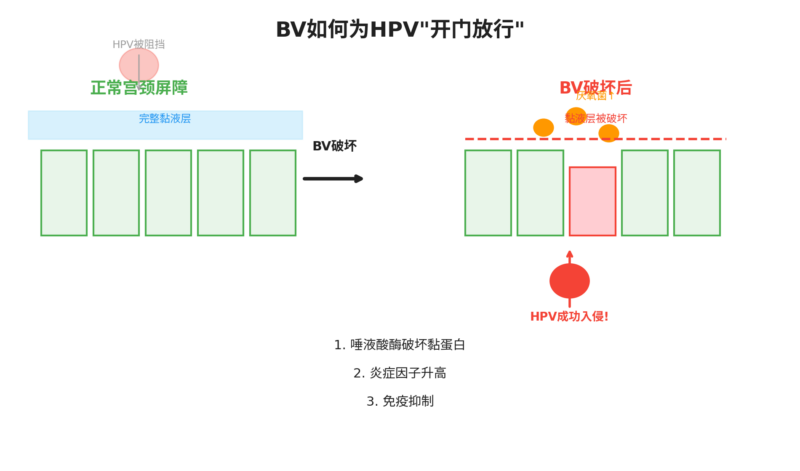 细菌性阴道病 —— 给HPV开门的